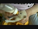 汚い仔猫を…シロ（仮と）トラ(仮）の授乳シーン