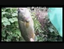 9.17こめ師ドブの主釣り、海で小物釣りx264.aac.mp4