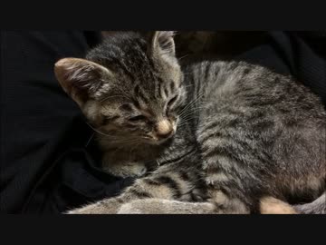 我が家に「誠の武士」がやってきた