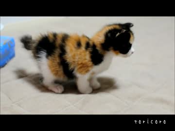 ちいさきいきもの　あるきまわる