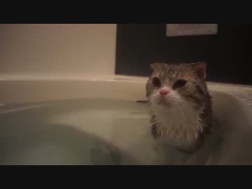 自分から風呂に入る猫