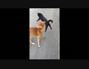 犬とじゃれてるネコの構えが少しおかしいUC