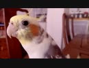 「笑点」の出だしを繰り返すオカメインコ