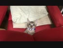 ぼんちゃんvsねこじゃらし。