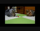 【ねこさんと暮らす】二人で遊ぶ