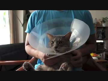 【モアクリ】 エリザベス生活 (3/3)