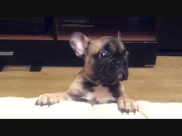 主に必死で訴えるも、犬語だから分かってもらえない