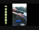 【洗ってみた】　漢のカメ洗い.mp4