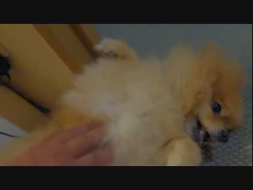 相変わらずの「無抵抗」から、いきなり猛ダッシュ!?するポメラニアン