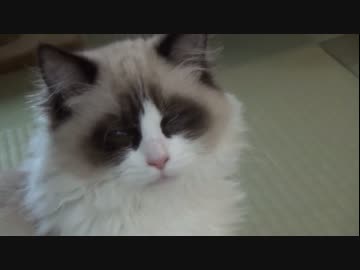 ラグドールのレオ　Vol.41 立ったまま寝る猫