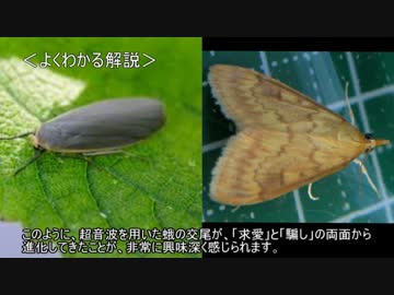ゆっくり動物雑学「超音波を使って…」