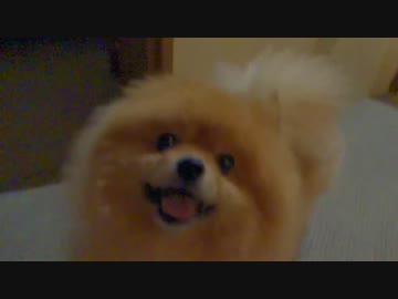 ポメラニアン、伸び、手招きからのペロペロ大会