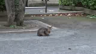 【公園猫戦争】鬼嫁猫、公園猫戦争の情勢を一変させる