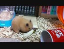 【第21回】キンクマハムスター「ひま」、頬袋が満杯にwww