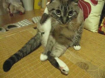 甘えるようになったジャンくん　パパの手はズタズタに