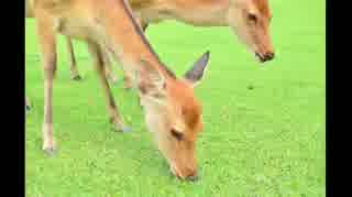 【バイク】動物ーリング（奈良シカ編）