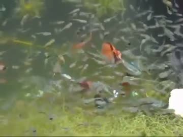 グッピーの池