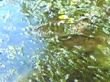 グッピーの池その２