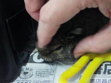 デグーとスキンシップ