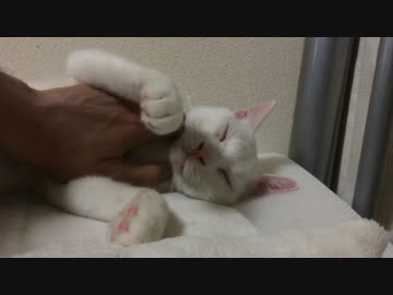 【宇宙猫】保護猫、マッサージで猫をやめかける
