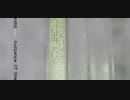 Oren Ambarchi - Salt