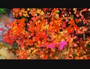 【kokone】　湯川渓谷　【オリジナル】