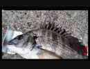 9.21ちゅみさん長崎でフカセ合宿x264.aac.mp4