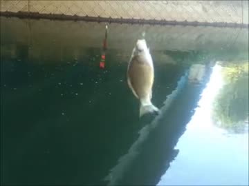 ゲス王子釣り日誌　初秋の小物釣りデデデ　久御山水路in京都