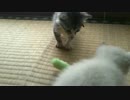 実家の車庫でで保護した子猫　2014年9月20日