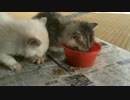 実家の車庫で保護した子猫　離乳食始めました