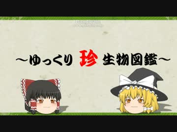 ～ゆっくり　珍　生物図鑑～　第3回　ワキモンユタ