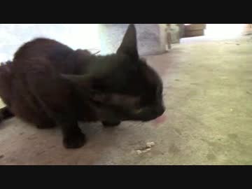 ゴズの式根島ソロキャンプ生活　その７