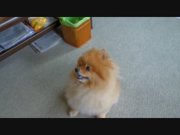 ポメラニアンとピーピー鳴るやつでダラダラ遊ぶ