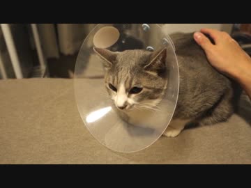 【モアクリ】 エリザベス生活 (4/3)