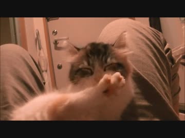 我が家に猫が来た。   一日目