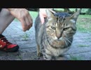 パパにも甘えてくれる地域猫ちゃんに会って来た