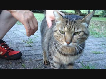 パパにも甘えてくれる地域猫ちゃんに会って来た