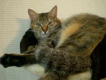 拾いねこ＠生後811/778日　匠さんと二匹の猫たち