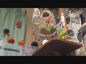 インコの１人遊び