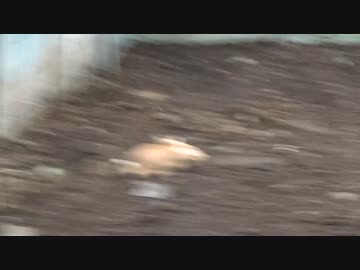 【公園猫戦争】茶トラ猫兄弟、公園からの逃亡先でのびのびと遊ぶ