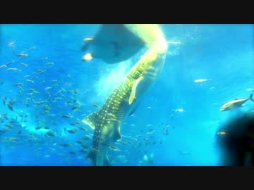 【NNI】Accurate_Shoot【オリジナル曲】
