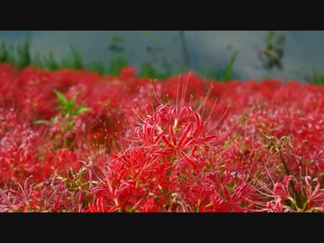 エストレヤで彼岸花を見に行こう