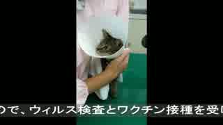 【生後152日】きょうの仔猫_薩摩’ｓ合流【蒼民家の猫々】