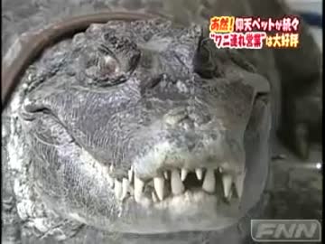 ペットの鰐　1