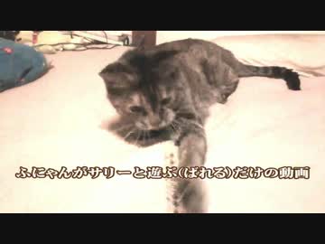 【ふにゃん】うちの猫（サリー）に遊ばれてみた
