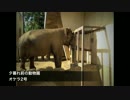 【ニコニコインディーズ/歌モノ】夕暮れ前の動物園/オケラ2号