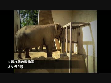 【ニコニコインディーズ/歌モノ】夕暮れ前の動物園/オケラ2号
