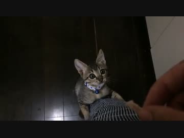 ぼんちゃんがかーちゃんを襲うの巻。