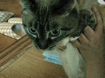 夏の終わりにママと戯れるジャンくん