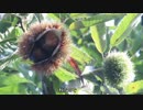 【お外でもぐもぐ】茹で栗【９食目】